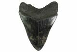 Fossil Megalodon Tooth - Georgia #151520-1
